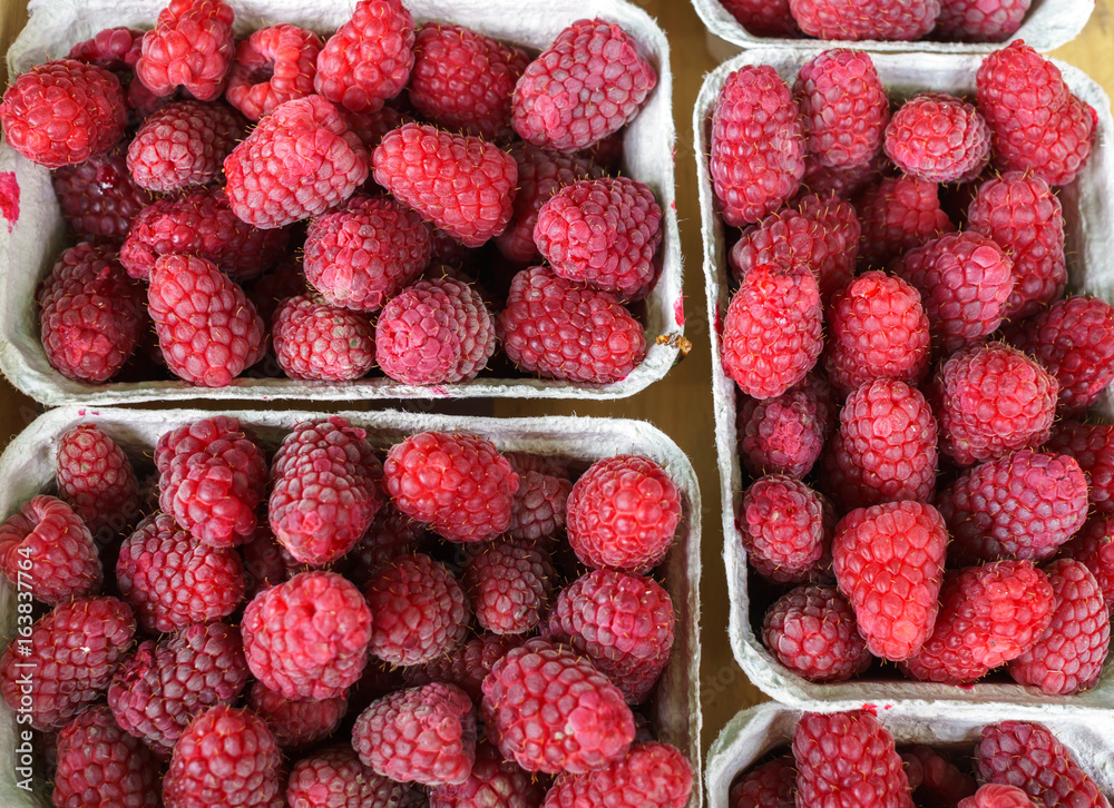 Many fresh red raspberries, laid out in paper trays. Many fresh red raspberries, laid out in paper trays.