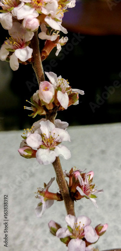 Flowers on a branch - low depth of field
