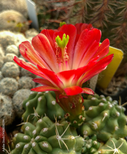 Red Cactus Flower - macro