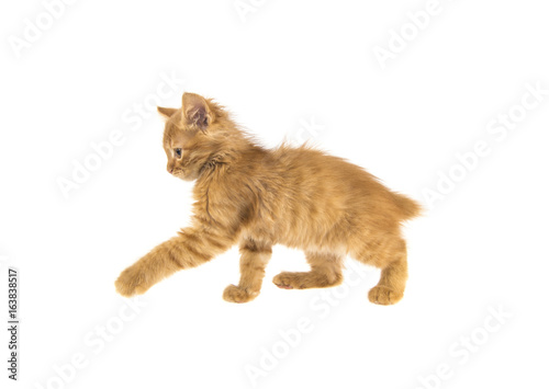 bobtail red cat ginger on white background