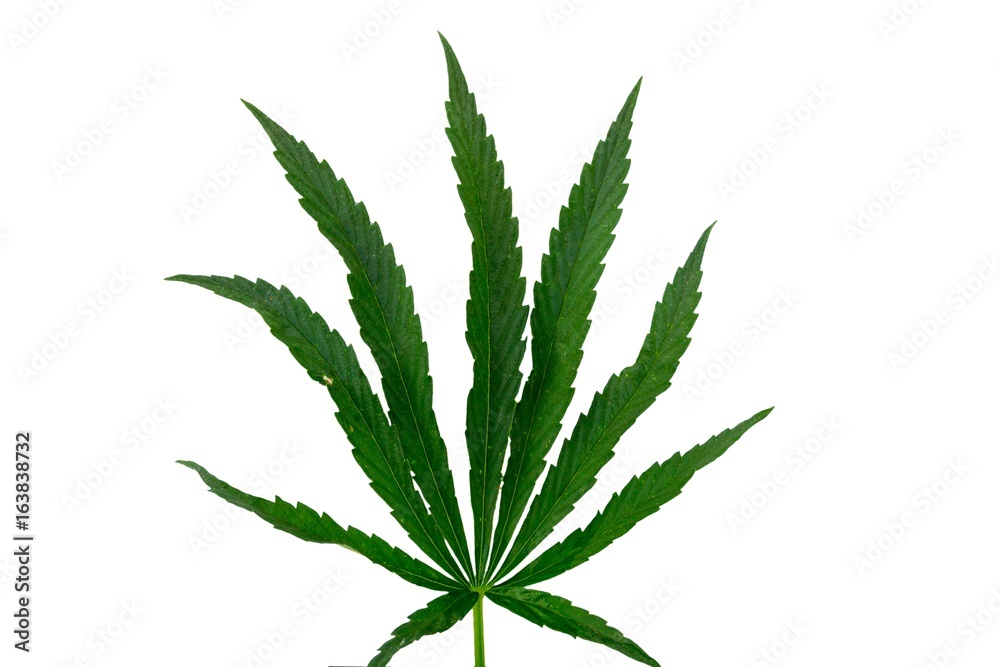 Green cannabis leaf isolated on white background Green cannabis leaf isolated on white background
