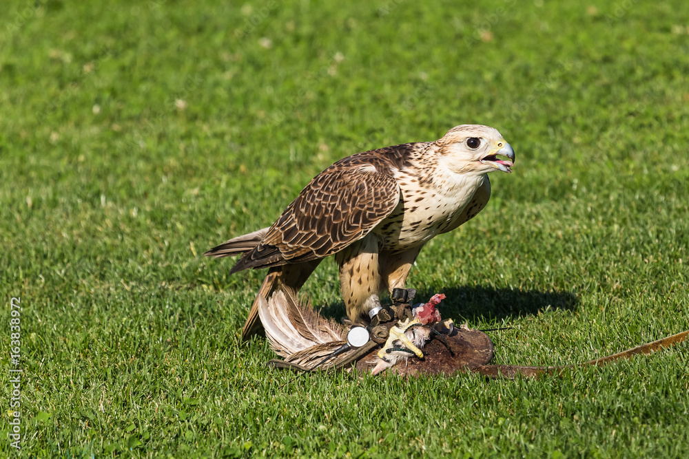 Obraz premium Falke auf Beuteatrappe