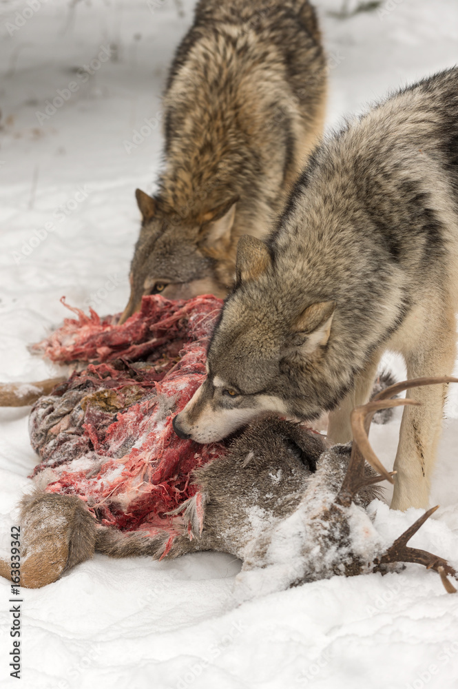 Fototapeta premium Grey Wolves (Canis lupus) Look Up From Feeding