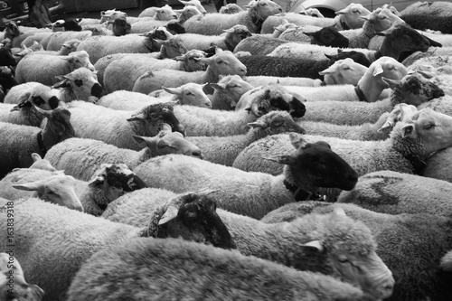 moutons