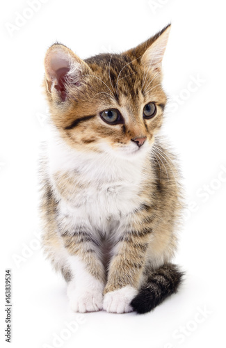 Kitten on white background.