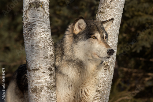 Grey Wolf (Canis lupus) Head Between Trees