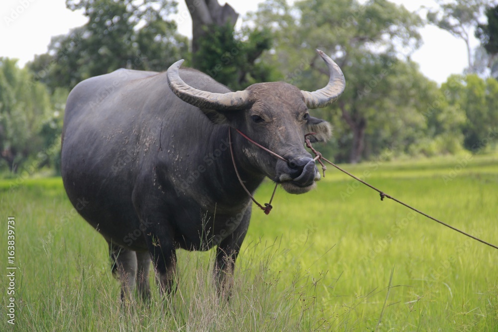 Buffalo is a four-foot animal that feeds on long, spiky, and spiked cats. Grass is a food to live in a rural outdoor field. Buffalo is a four-foot animal that feeds on long, spiky, and spiked cats. Grass is a food to live in a rural outdoor field.