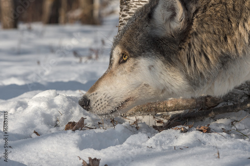 Grey Wolf (Canis lupus) Head to Ground © hkuchera