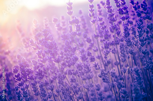 Lavender flowers, blooming in sunlight