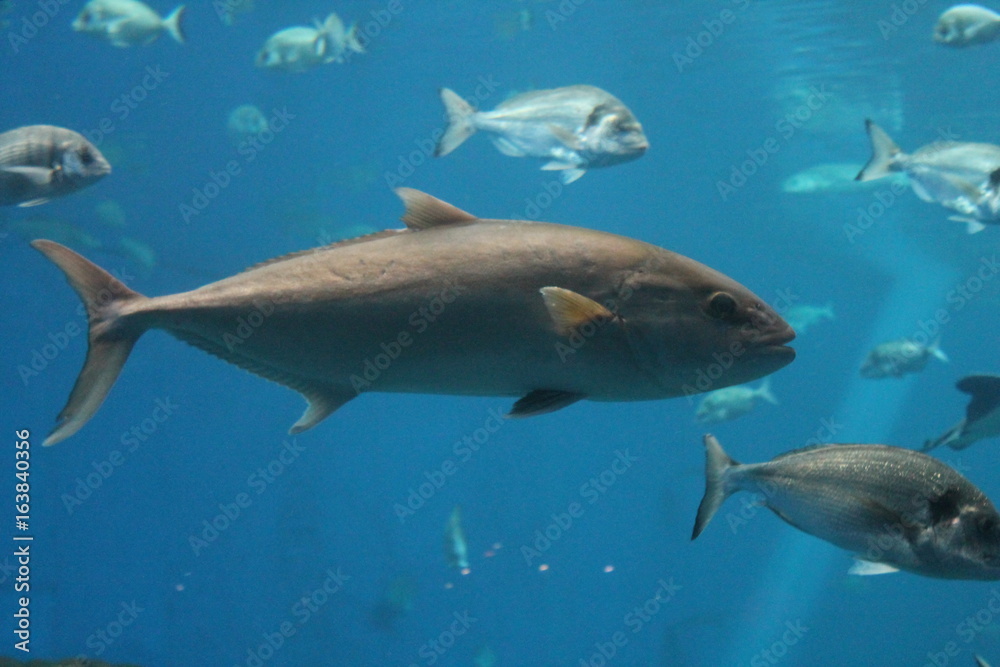 tuna - bluefin tuna swimming underwater background, known as  Atlantic bluefin tuna (Thunnus thynnus) , northern bluefin tuna, giant bluefin tuna or tunny. stock, photo, photograph, image picture 