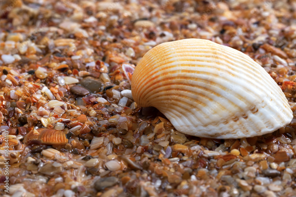 Seashell on wet sand