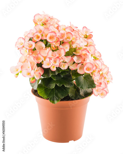 Pink begonia in the flowerpot