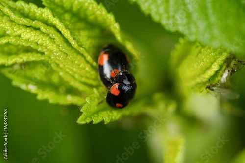 Beautiful ladybug on a green leaf view