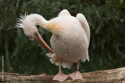 Great White Pelican photo