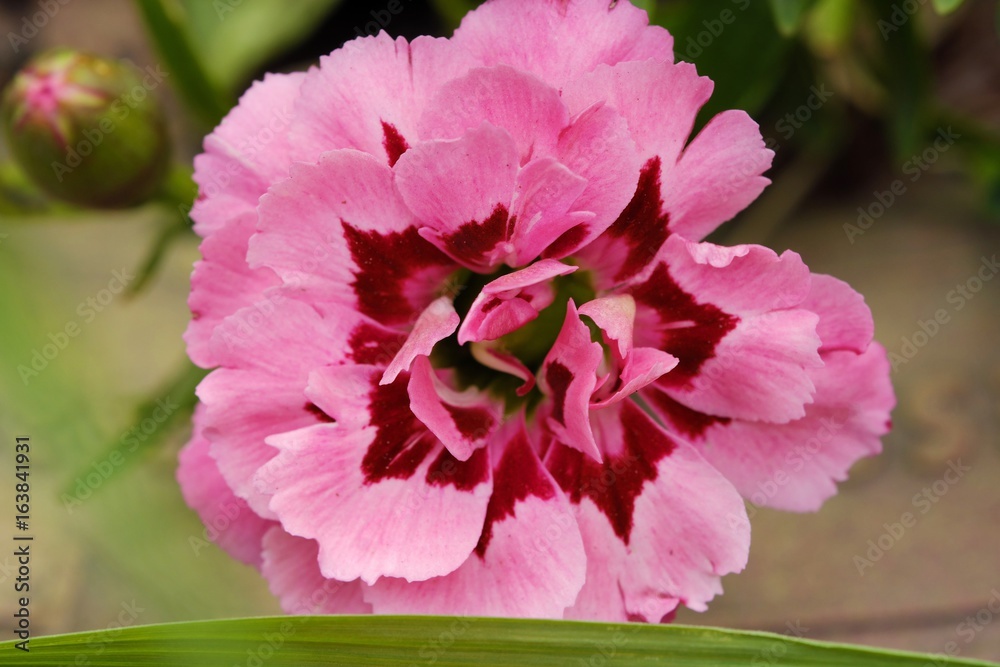 Beautiful pink flower in summer garden view 