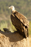 Griffon vulture. Gyps fulvus