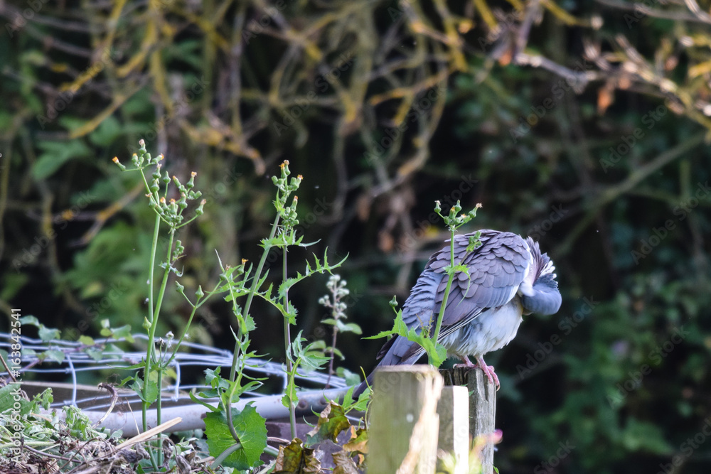 Common wood pigeon perched on fence post preening feathers Common wood pigeon perched on fence post preening feathers