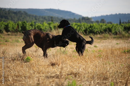 chiens qui s amusent devant une vigne
