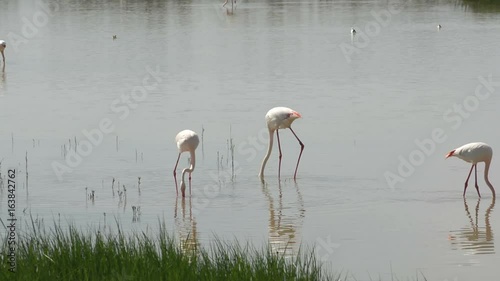 Beautiful landscape of a lagoon with flamingo birds