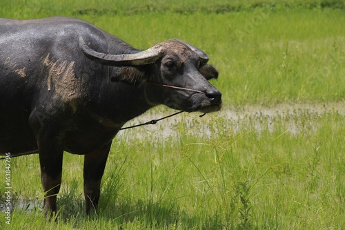 Buffalo is a four-foot animal that feeds on long, spiky, and spiked cats. Grass is a food to live in a rural outdoor field.
