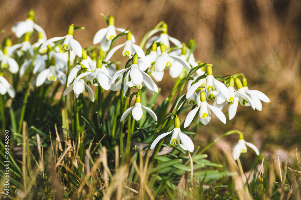 Obraz premium Snowdrops Close-Up In Spring