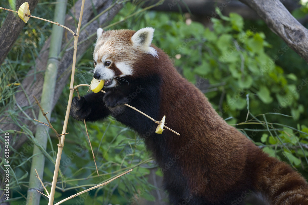 Obraz premium Red Panda eating an apple