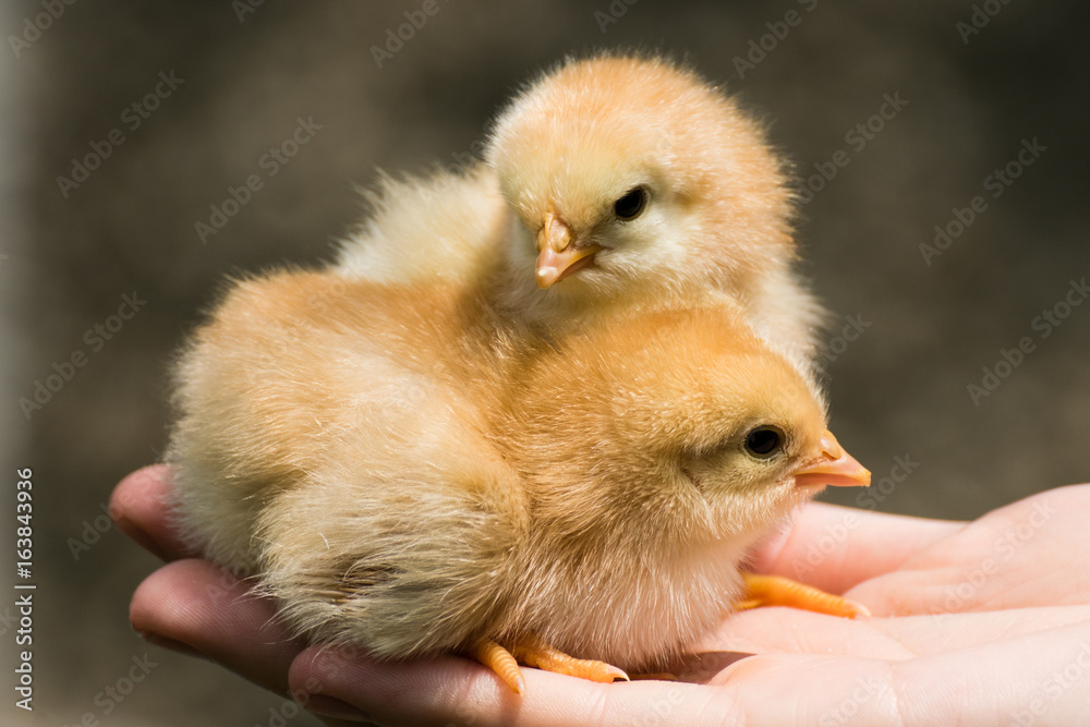 little young chickens