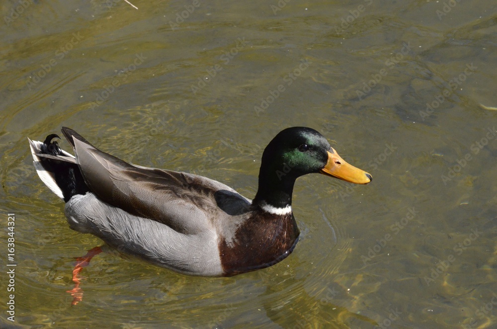 Fototapeta premium Lonely Duck