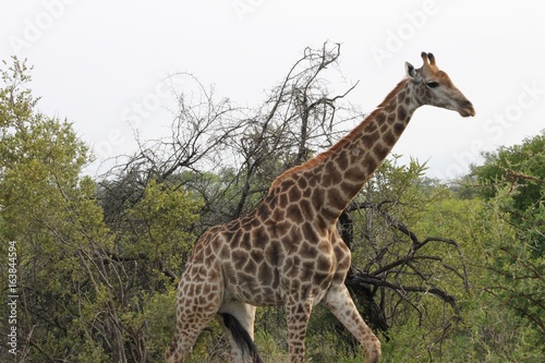 Girafe dans le bush Sud africain