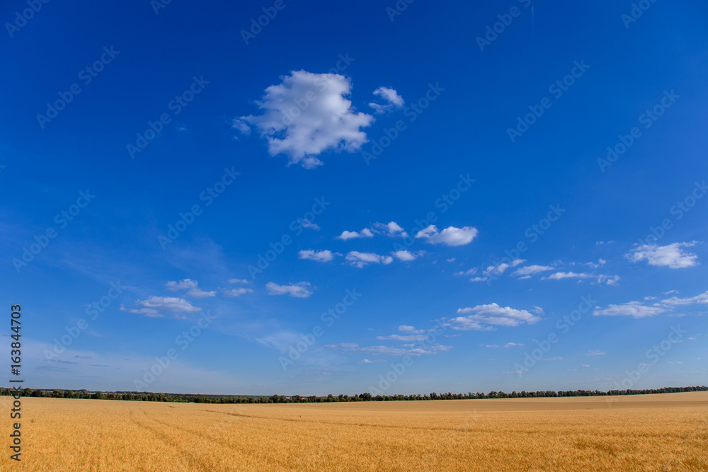 Beautiful sky over wheat field horizon wide angle