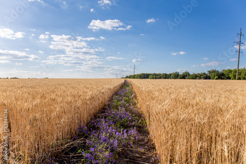 Beautiful flowers road strip in the middle of a wheat field photo