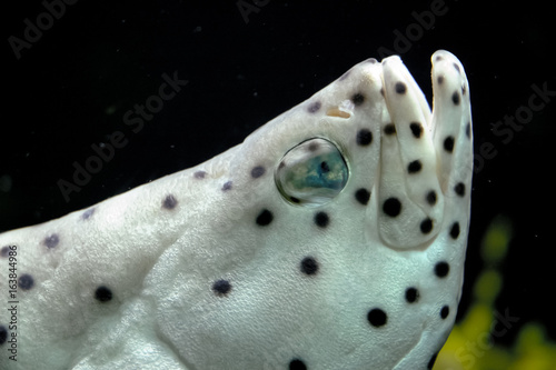  Dalmatian Fish 