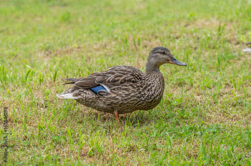 Female duck (Mallard) on green grass Female duck (Mallard) on green grass