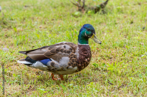 Male duck (Mallard) on green grass