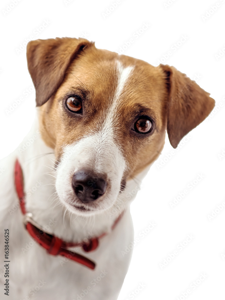 Close-up portrait of Curious Jack Russell Terrier dog, A white background. Isolated