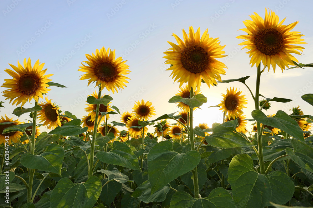 Sonnenblumen in einer Reihe