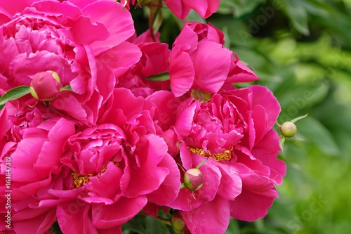 Fototapeta Naklejka Na Ścianę i Meble -  Beautiful bright pink peonies in the summer garden