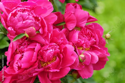Fototapeta Naklejka Na Ścianę i Meble -  Beautiful bright pink peonies in the summer garden