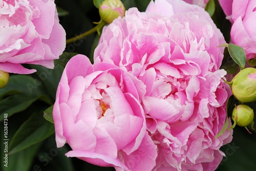 Fototapeta Naklejka Na Ścianę i Meble -  Beautiful pink peonies in the summer garden