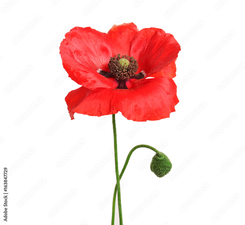 Beautiful poppy flower on light background Beautiful poppy flower on light background