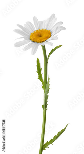 Beautiful chamomile flower on white background