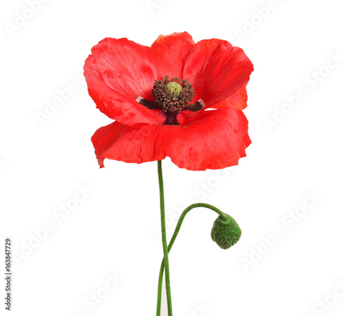 Fototapeta Naklejka Na Ścianę i Meble -  Beautiful poppy flower on light background