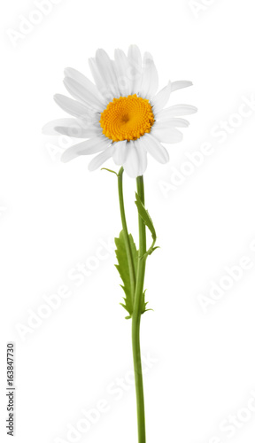 Beautiful chamomile flower on white background