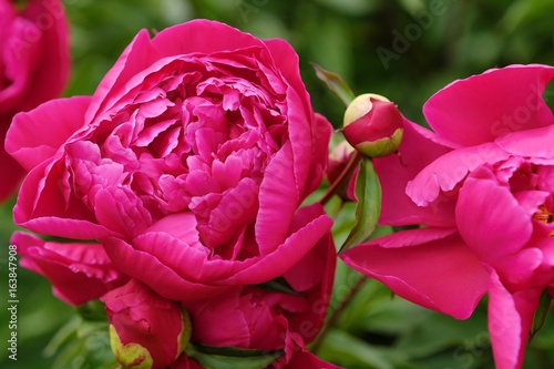 Fototapeta Naklejka Na Ścianę i Meble -  Beautiful bright pink peonies in the summer garden