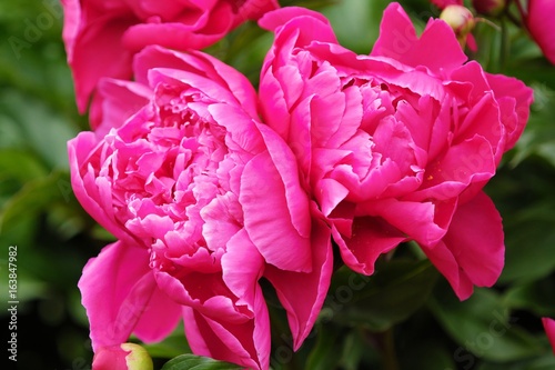 Fototapeta Naklejka Na Ścianę i Meble -  Beautiful bright pink peonies in the summer garden 