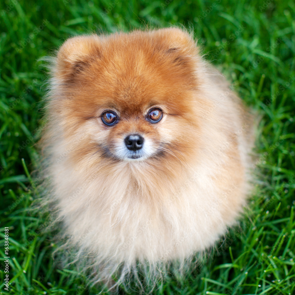 Obraz premium Pomeranian on the grass