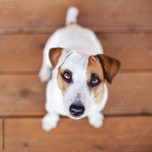 Dog at on wooden floor