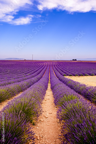 Lavender lines on field.