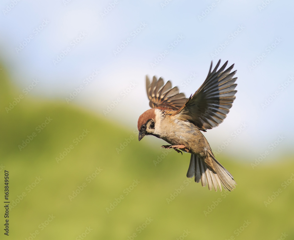 Obraz premium little bird Sparrow flits in the summer spread their wings