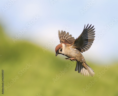 Foto little bird Sparrow flits in the summer spread their wings